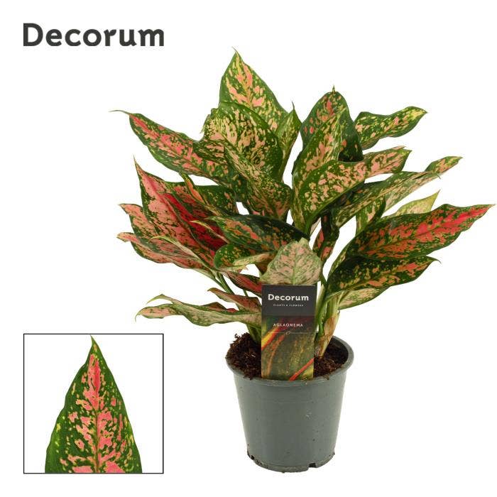 Aglaonema Unyamanee