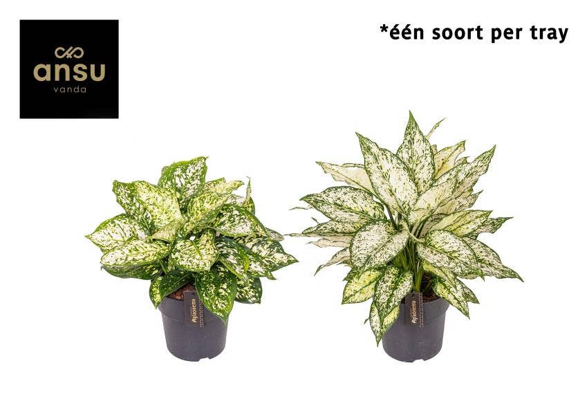 Aglaonema White Surprise