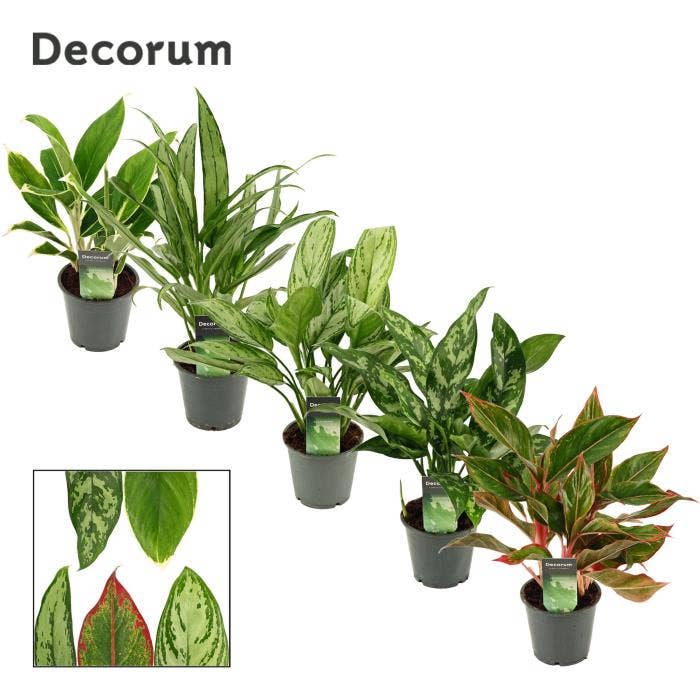 Aglaonema