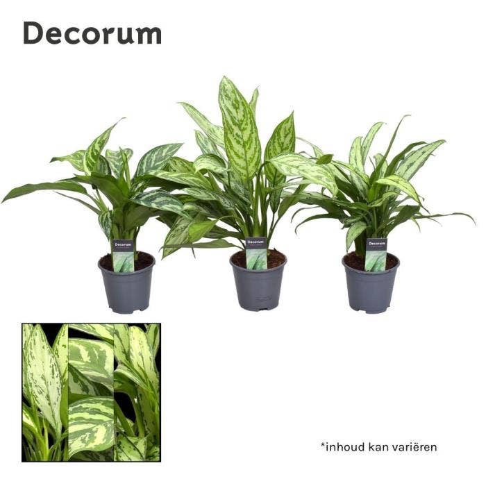Aglaonema