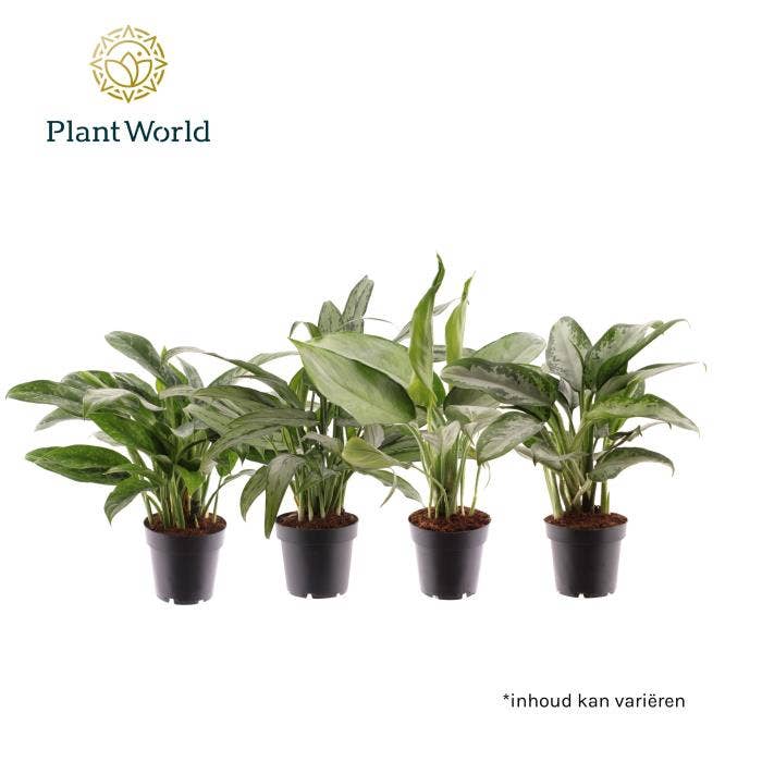 Aglaonema