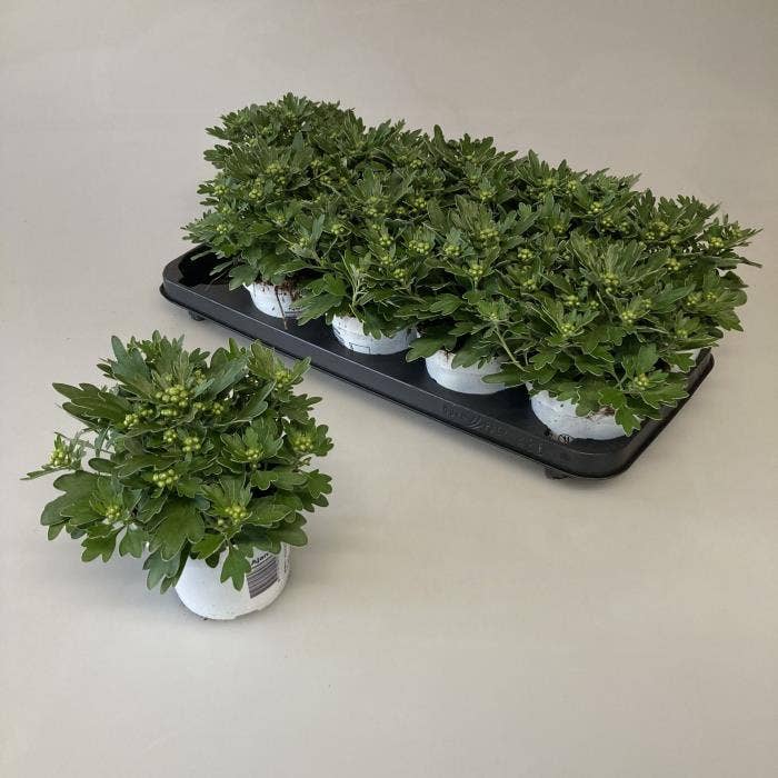 Ajania Pacifica White-Silver