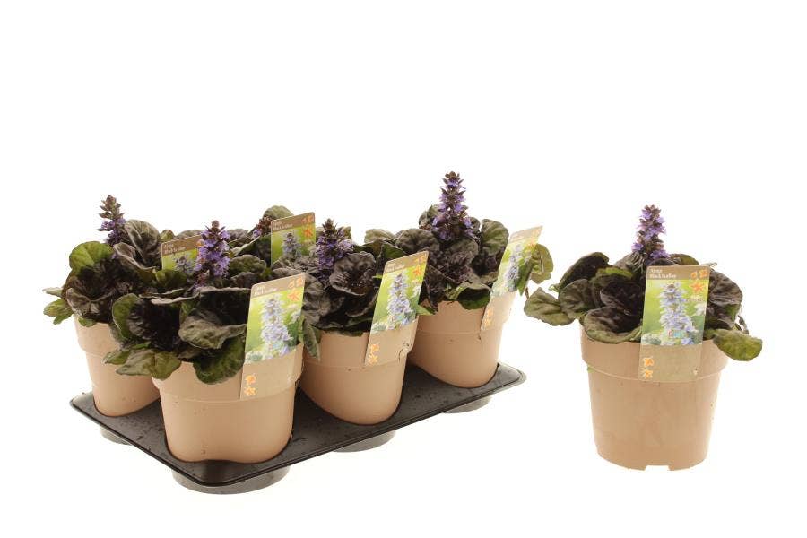 Ajuga rep. 'Black Scallop'