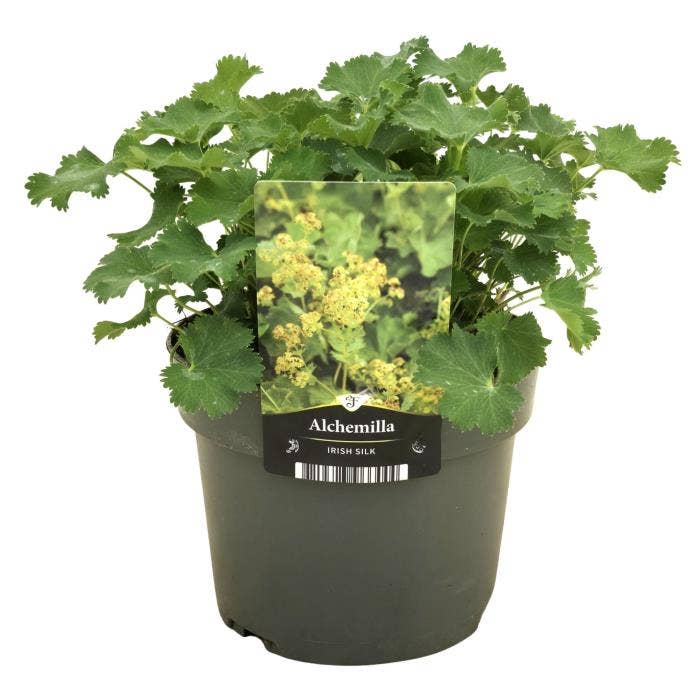 Alchemilla mollis 'Irish Silk'