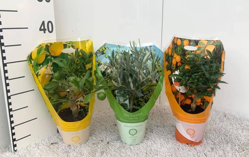Algarve (Citrus & Olea) in carry-bag