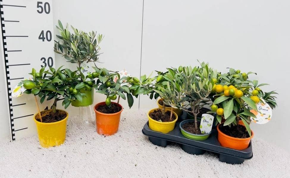 Algarve (Citrus & Olea)