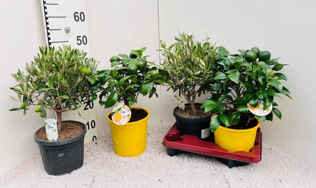 Algarve (Citrus & Olea)