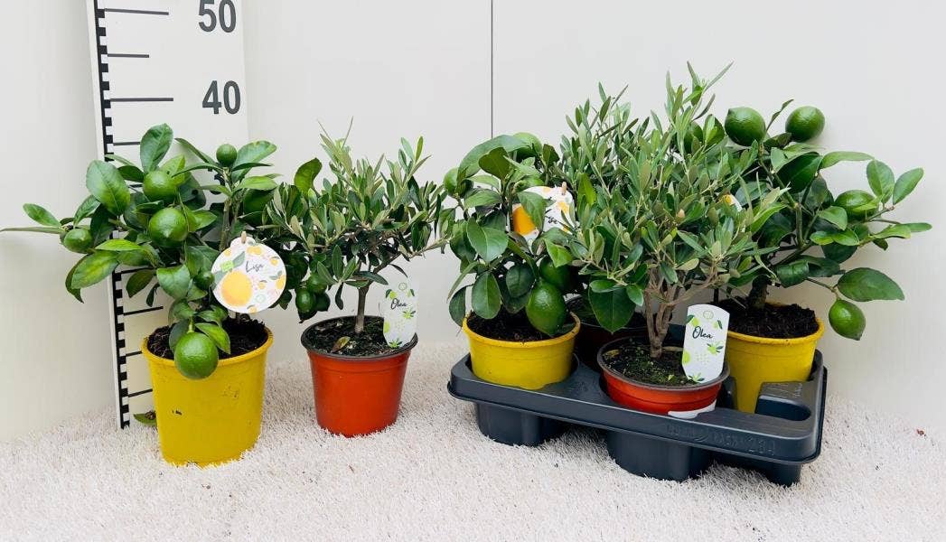 Algarve (Lemon & Olea)