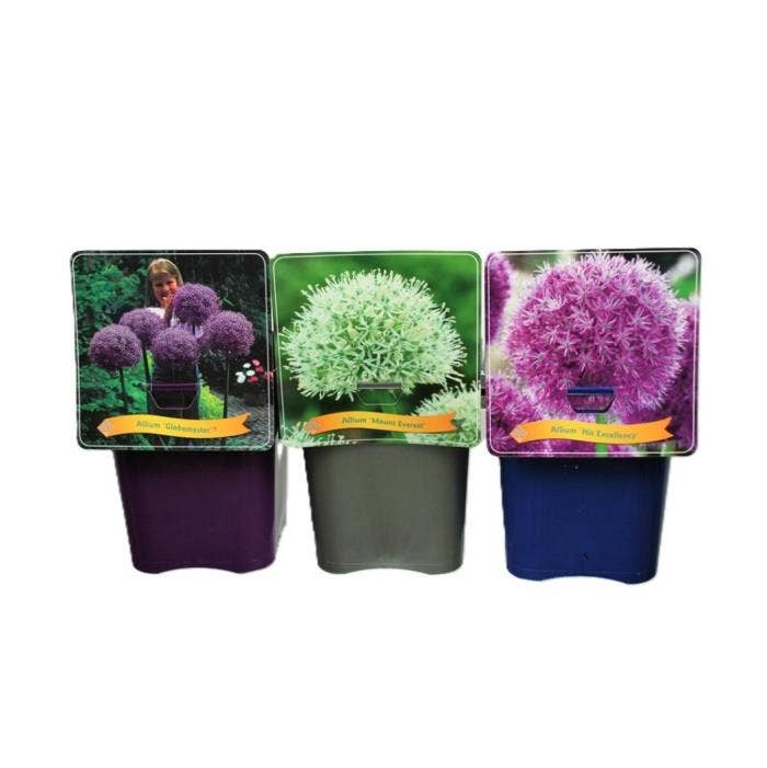 Allium giganteum