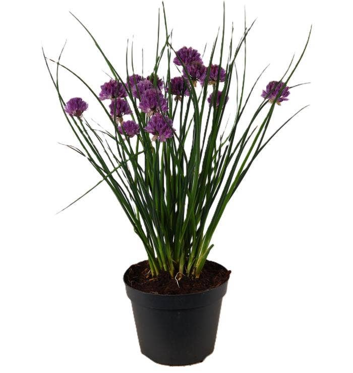 Allium 'Glowing Amethyst'