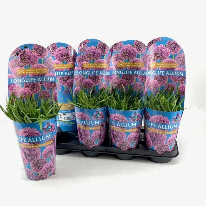 Allium 'Longlife' in potcover