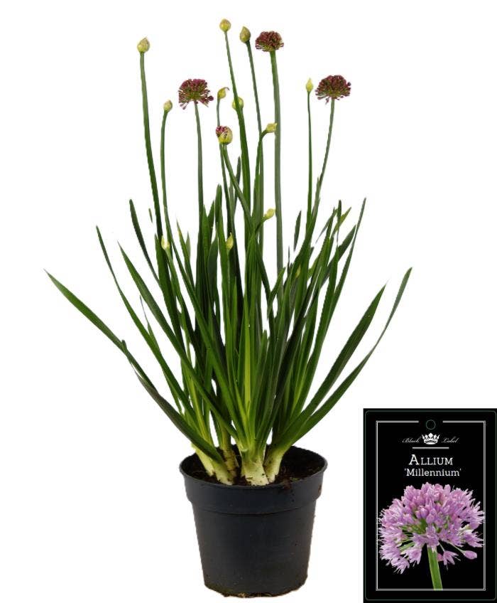Allium Millenium Green Solutions