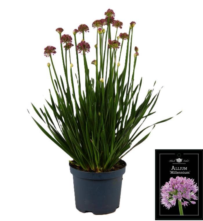Allium 'Millenium'