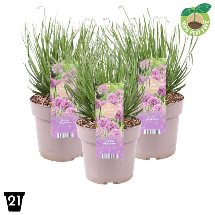 Allium Millenium