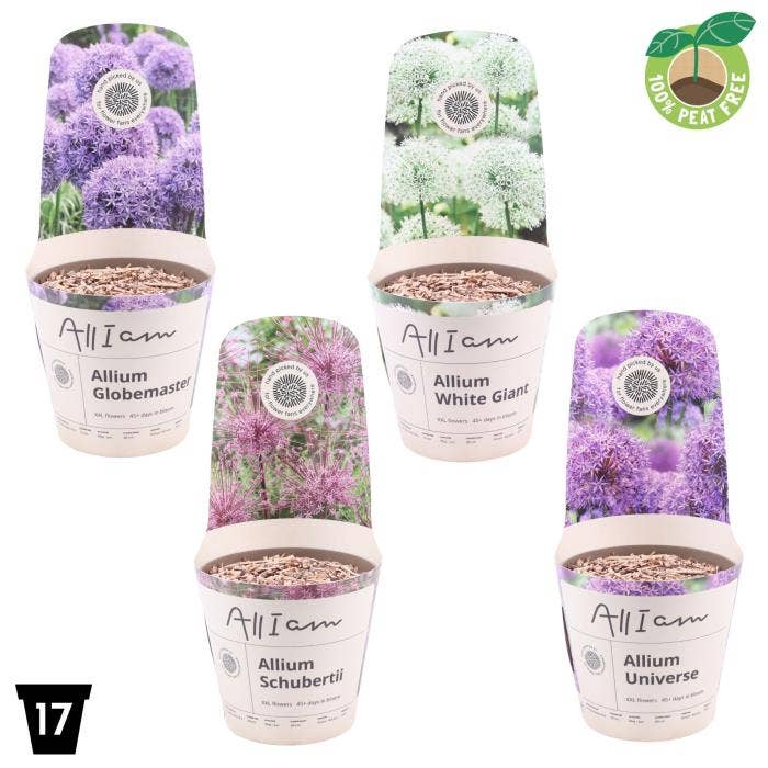 Allium XXL in potcover