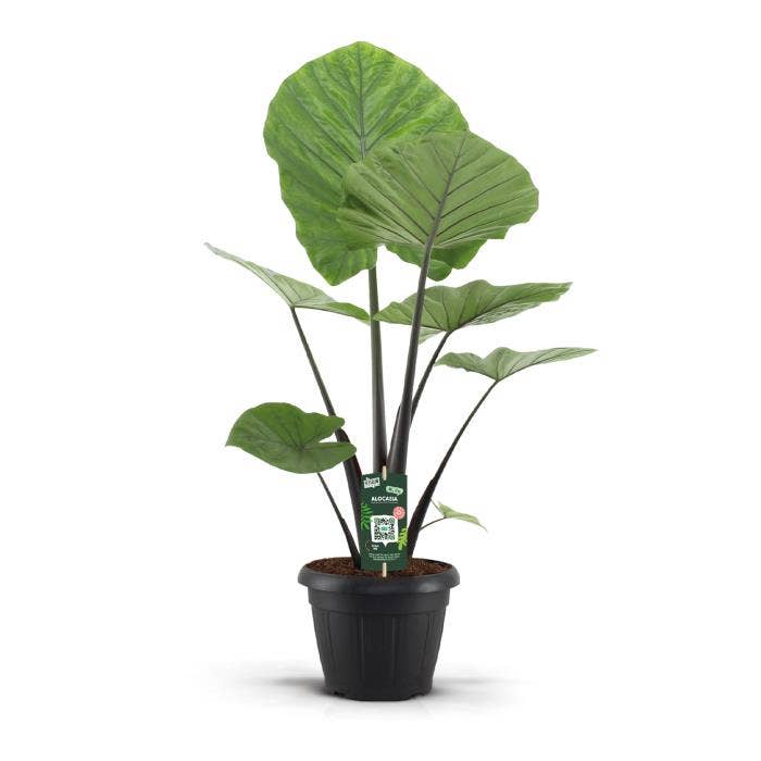 Alocasia Dark Star