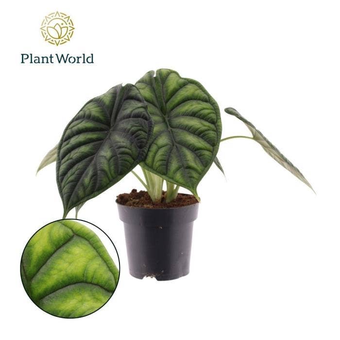 Alocasia Dragon Scale