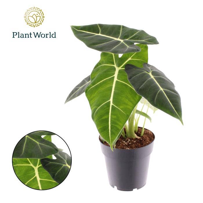 Alocasia Frydek