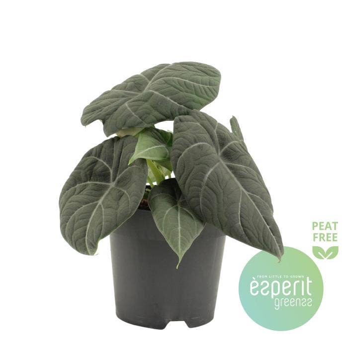 Alocasia Grey Dragon