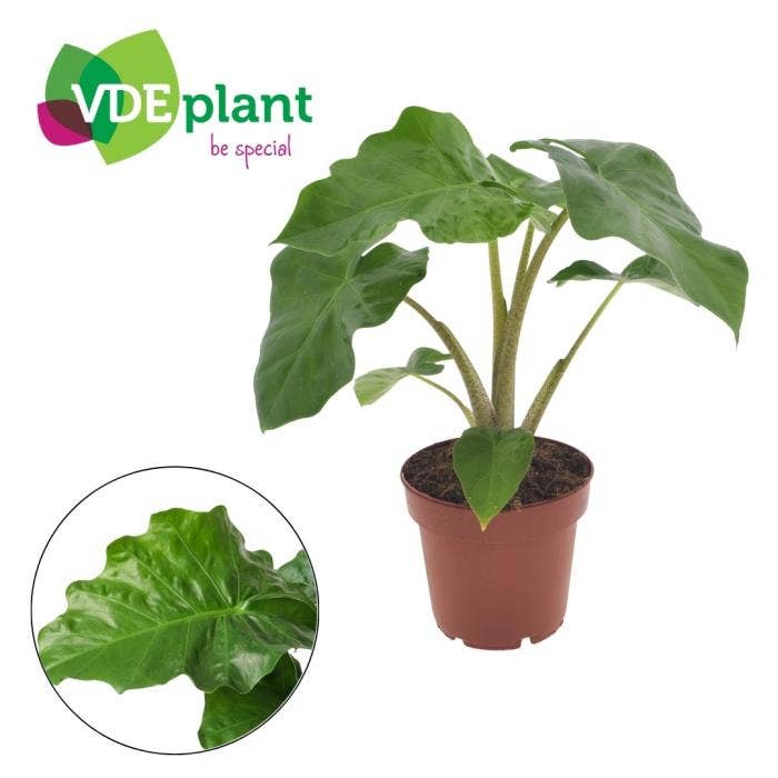 Alocasia Low Rider in Intenz Kraft