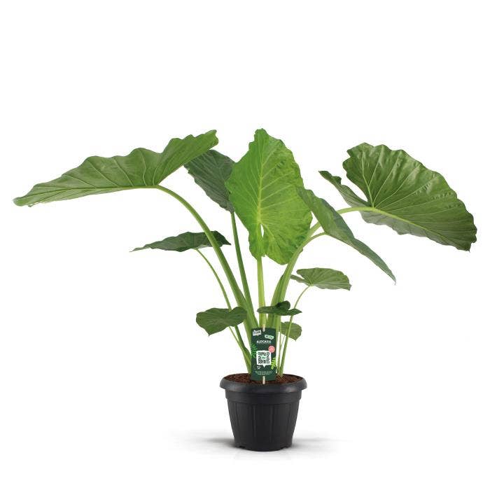 Alocasia macrorrhiza 