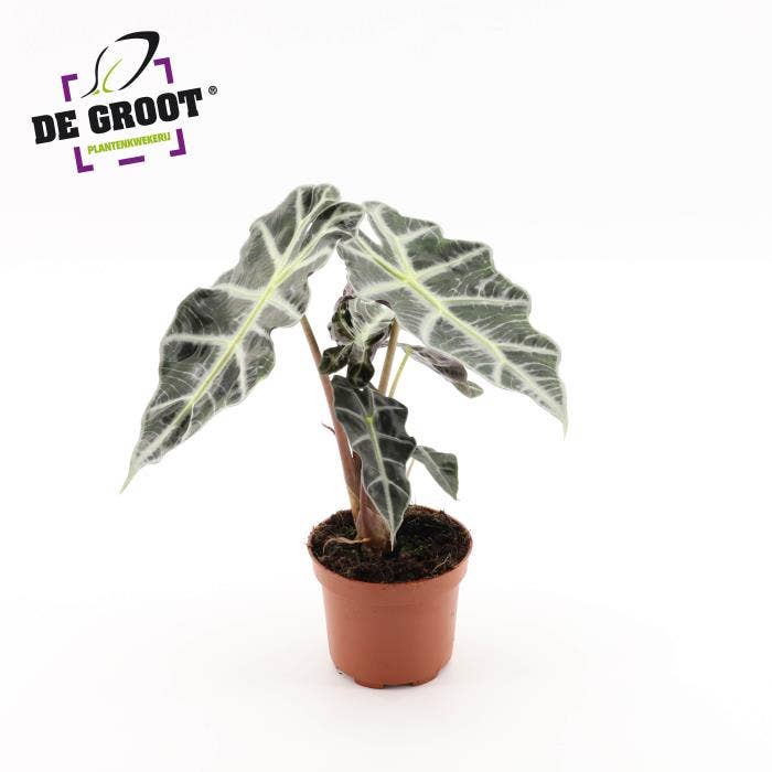 Alocasia Polly