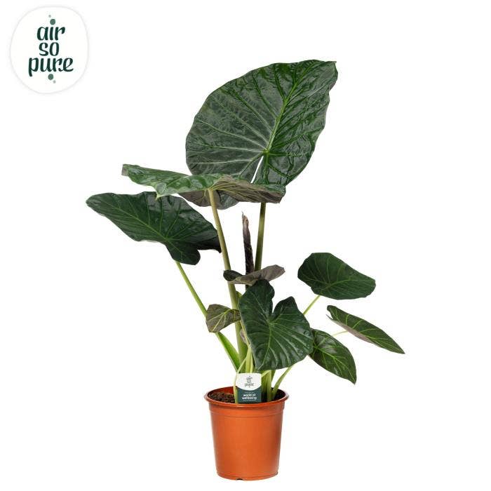 Alocasia Regal Shields