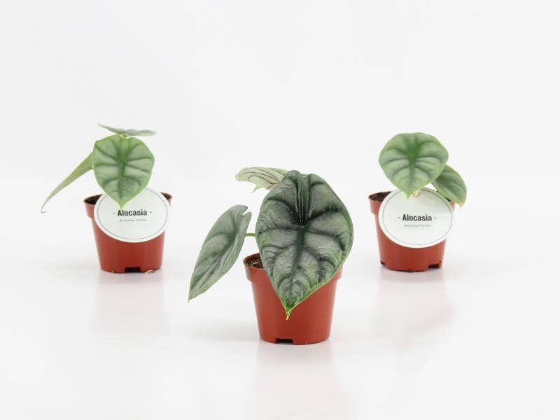 Alocasia Silver Dragon