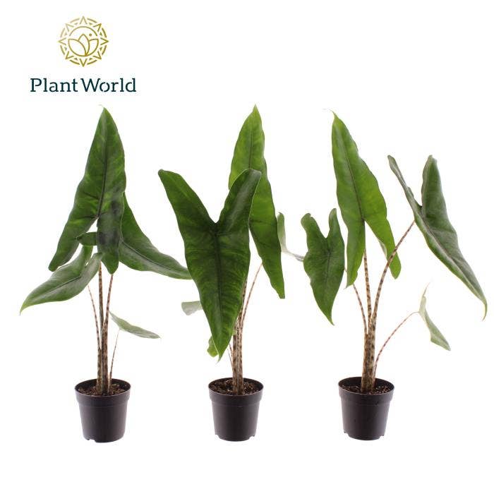 Alocasia zebrina