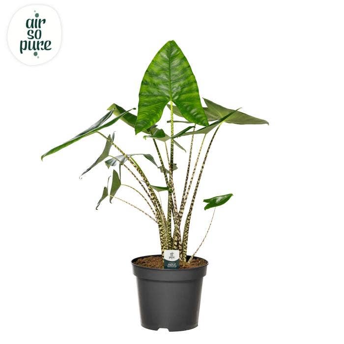Alocasia zebrina 