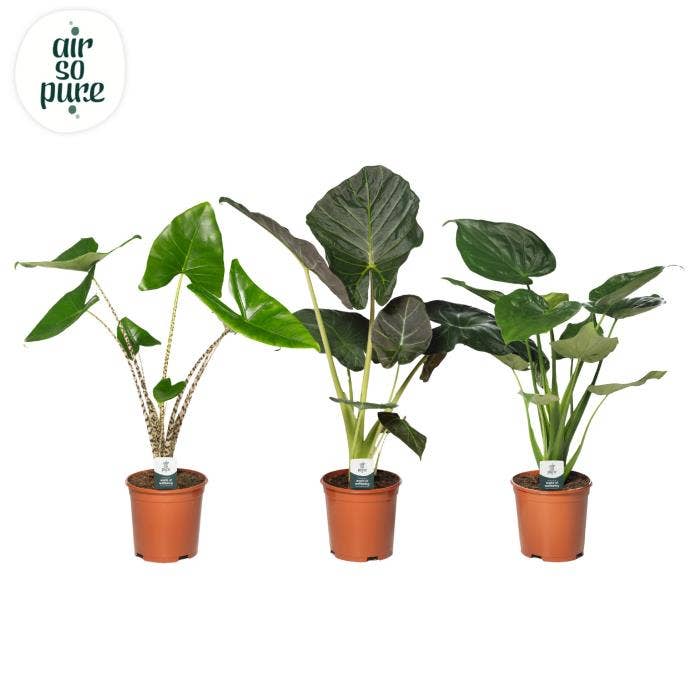 Alocasia