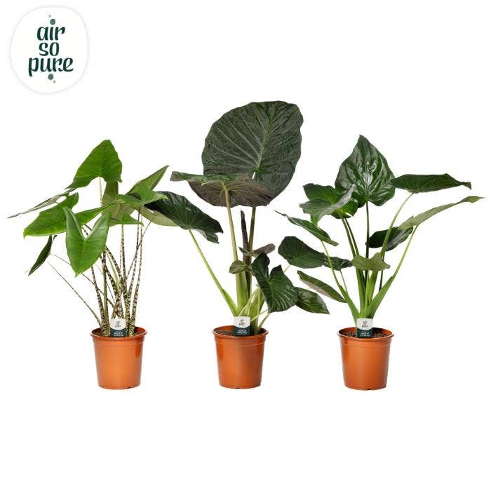Alocasia
