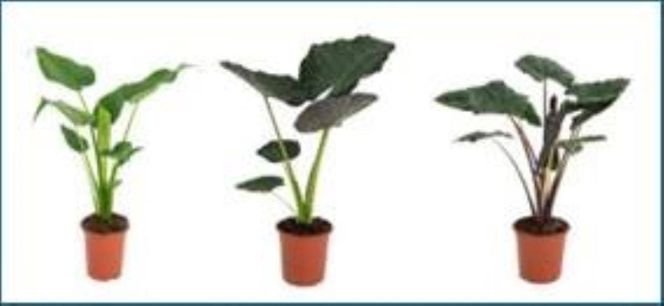 Alocasia
