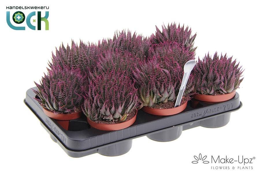 Aloe Aristata Make Upz