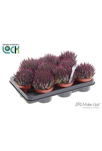Aloe Aristata Make Upz