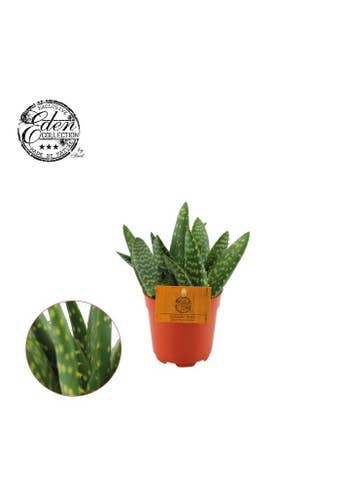 Aloe Paradisicum