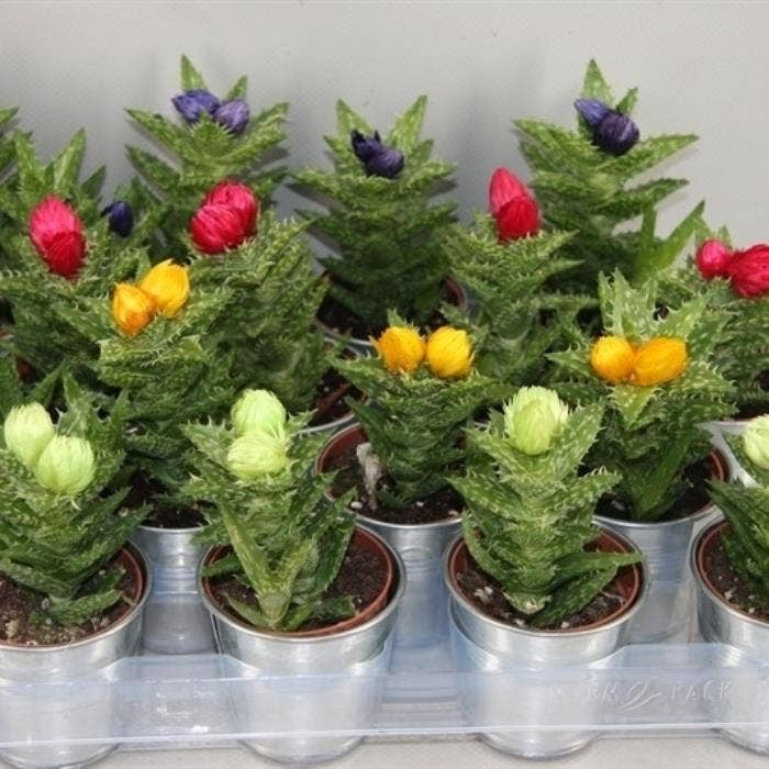 Aloe squarrosa strawflower in Zinc