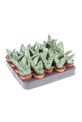 Aloe variegata