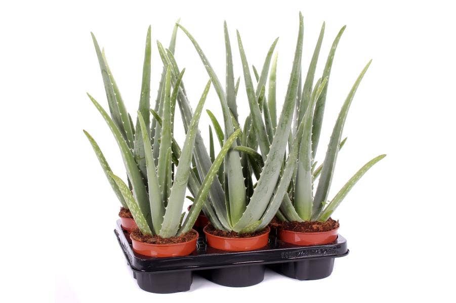 Aloe vera