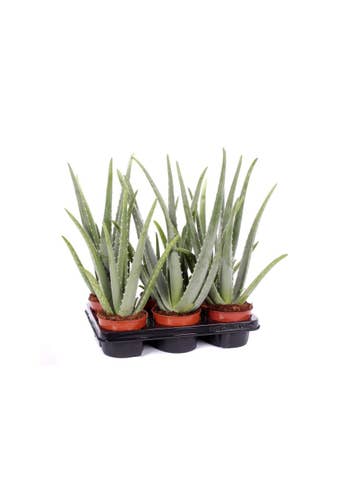 Aloe vera