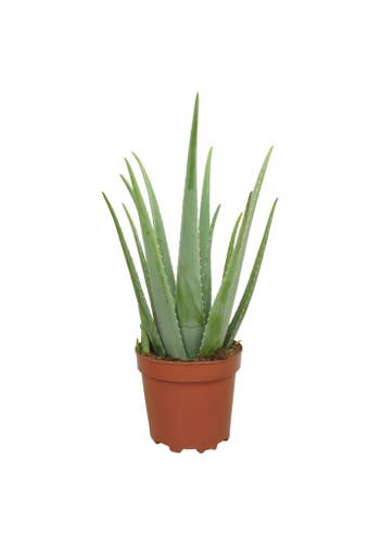 Aloe vera