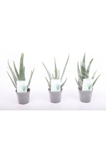 Aloe vera