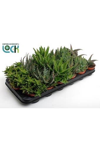 Aloe