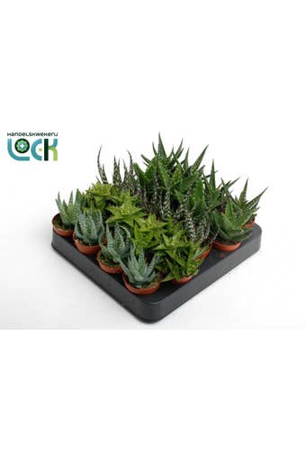 Aloe