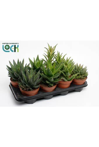 Aloe