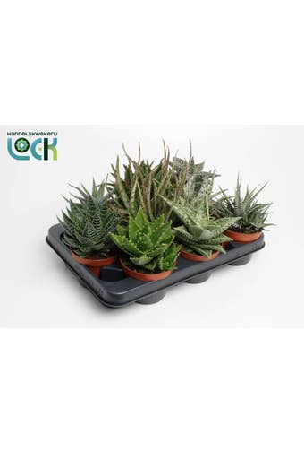 Aloe-Haworthia