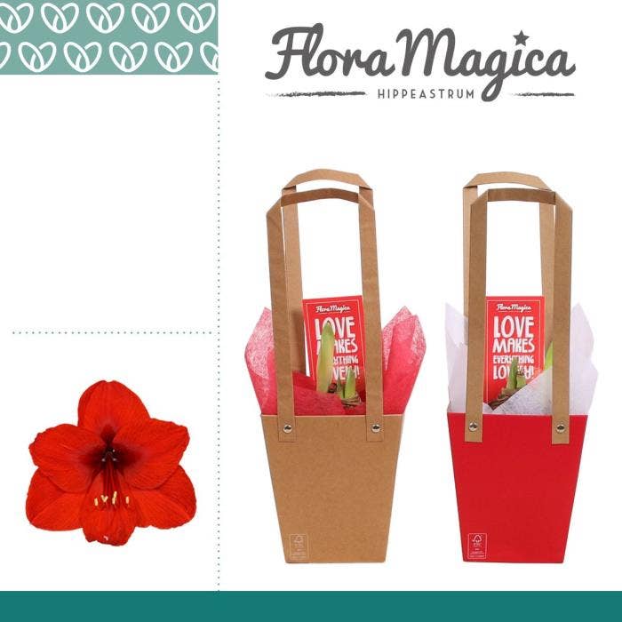 Amaryllis Rood 2 Knop in Giftbag LOVE