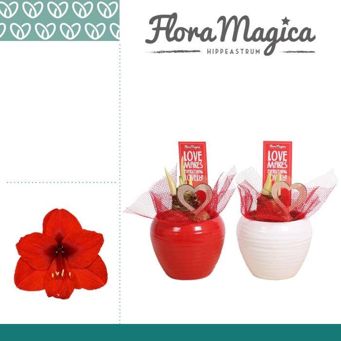 Amaryllis Rood 2 Knop in Ompot Melanie LOVE