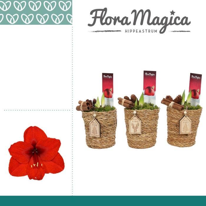 Amaryllis Rood 2 Knop in Ruby KERST