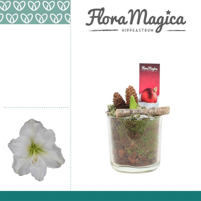 Amaryllis Wit 2 Knop Claudia Glas KERST